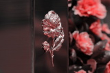foto M. Hegner