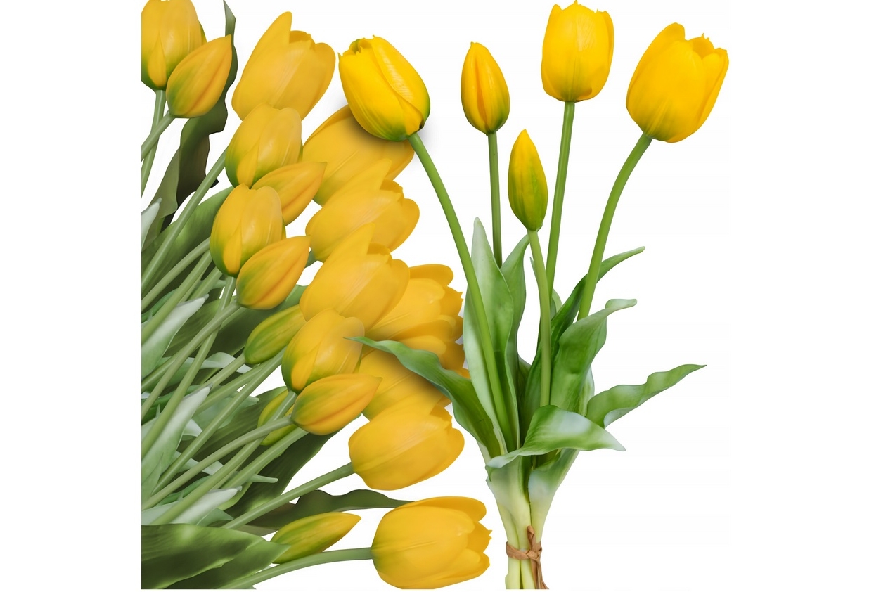 Tulipány
